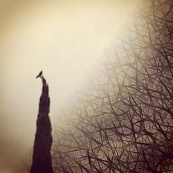 Low angle view of bare tree against the sky