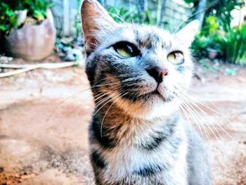 Close-up portrait of a cat