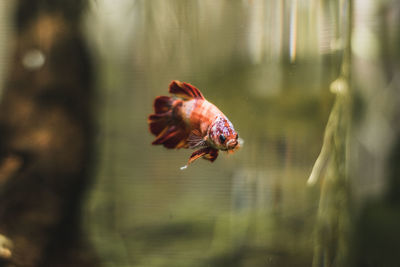 Close-up of orange, red fish swimming in tank