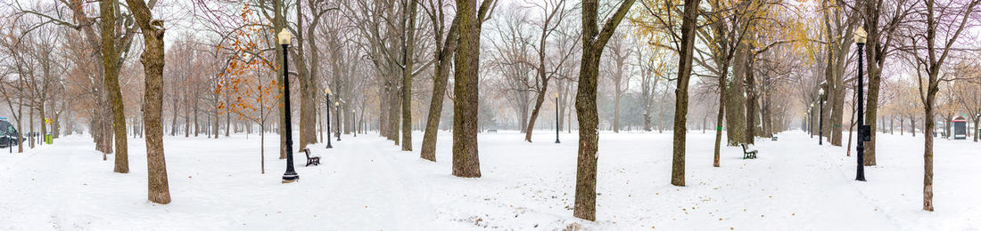 Trees on snow covered field