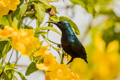 Close-up of bird perching on flower