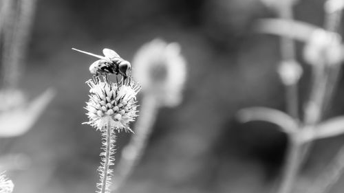 Close-up of bee on flower