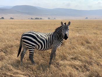 Zebra standing on field
