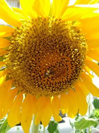 Close-up of sunflower blooming outdoors