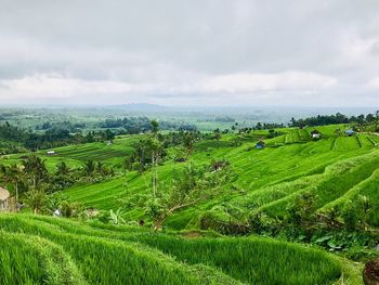 Scenic view of rice field against sky