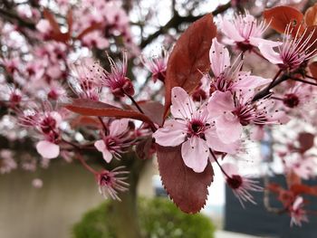 Close-up of pink cherry blossom