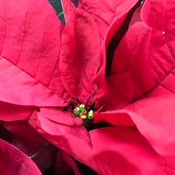 Close-up of insect on pink flower