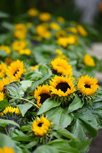 Close-up of sunflowers blooming outdoors