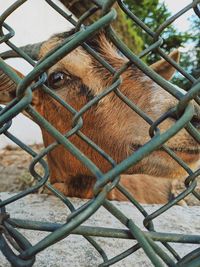 Close-up of an animal seen through chainlink fence
