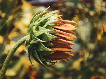 Close-up of pineapple