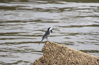 Bird perching on rock by lake