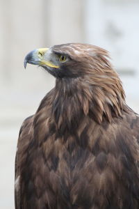 Close-up of bird of prey