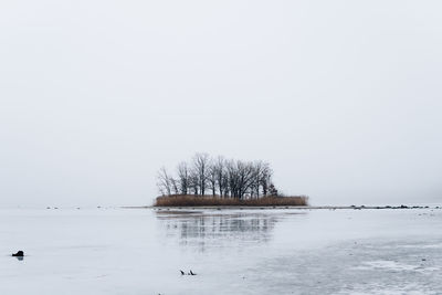 View of birds in lake during winter
