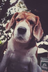 Close-up portrait of dog