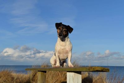 Portrait of dog sitting on beach