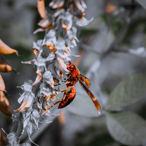 Close-up of insect on leaf