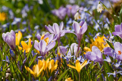 Close-up of purple crocus flowers on field