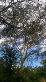 Low angle view of tree against sky