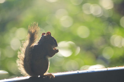 Close-up of monkey eating