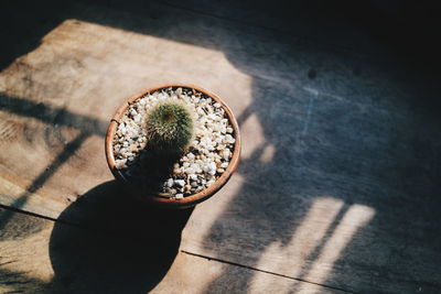 High angle view of potted plant on table