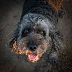 Close-up portrait of a dog