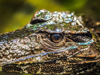 Close-up of crocodile swimming in lake