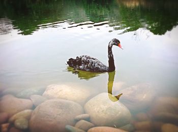 Swan swimming in lake