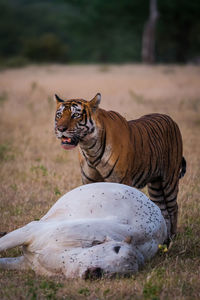 Cat lying on a field