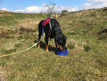 Rear view of dog standing on field against sky