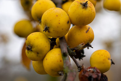 Close-up of fruits on tree