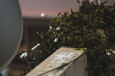 Close-up of potted plant on table