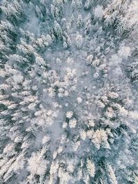 Full frame shot of snow covered forest