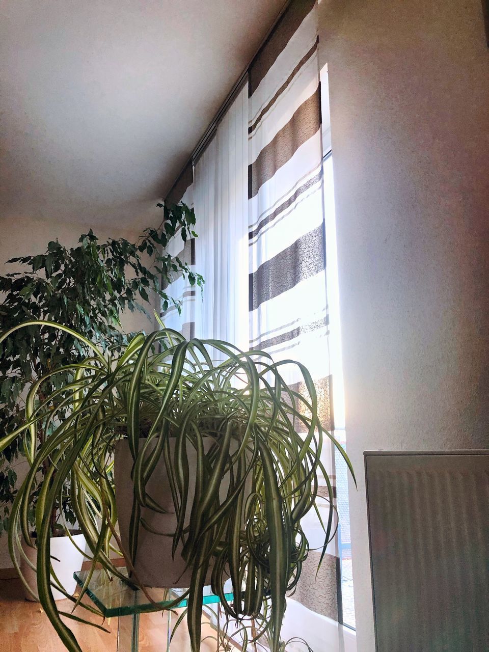 POTTED PLANT ON WINDOW OF HOUSE