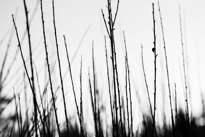 Close-up of stalks in field against clear sky