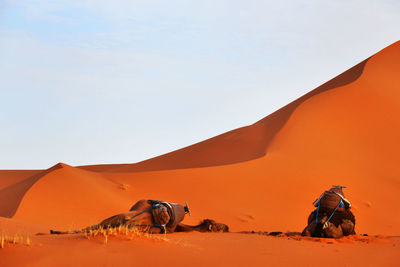 Camels on sand dune against clear sky