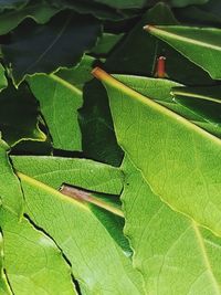 Full frame shot of green leaves