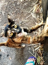 High angle view of cat by plant