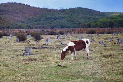 Wild horse grazing