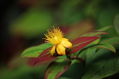 Close-up of yellow flower