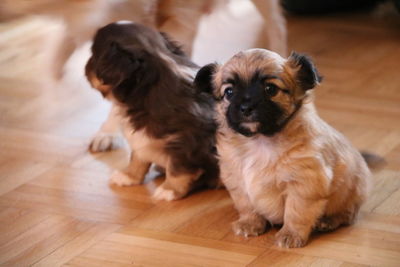 Dog sitting on wooden floor