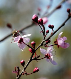 Close-up of cherry blossoms in spring