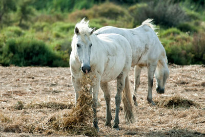 Horse standing on field