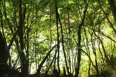 View of trees in forest