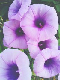 Close-up of pink flower