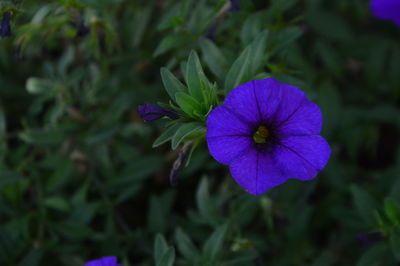 Close-up of purple flower blooming outdoors