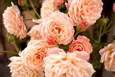 Close-up of pink roses