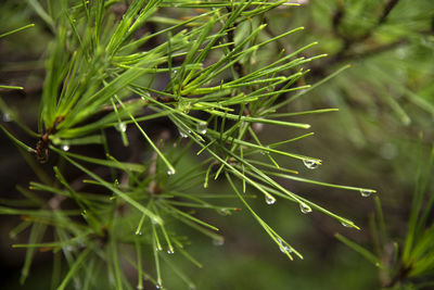 Close-up of wet pine tree