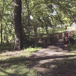 Footpath amidst trees