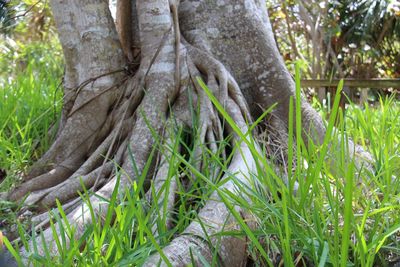 Close-up of lizard on tree trunk