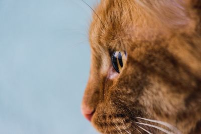 Close-up of ginger cat